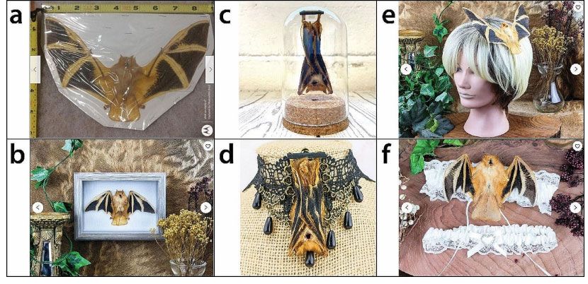 Collage of images showing orange bats for sale