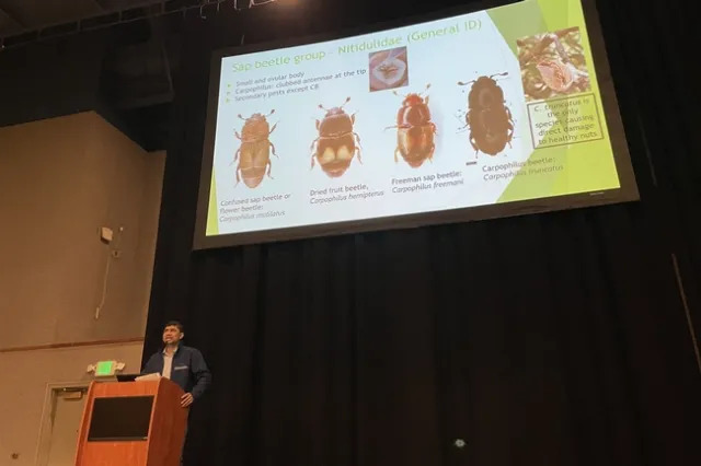 A man stands at a podium with several photos of beetles projected on a large screen behind him