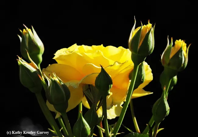 UC Davis roses
