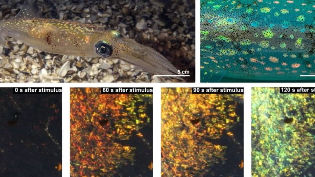 A collage of six photos, with a squid visible in the largest top left corner, and various selections of its skin in different colors in the other five
