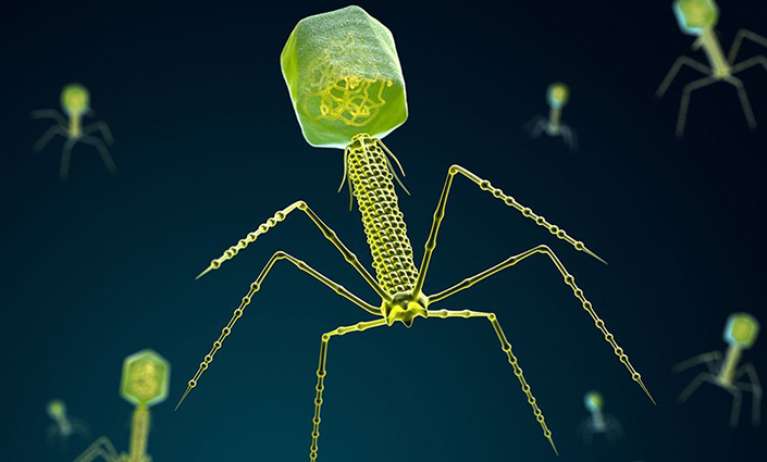 An artist's rendering of bacteriophages that look like microscopic predators with six legs