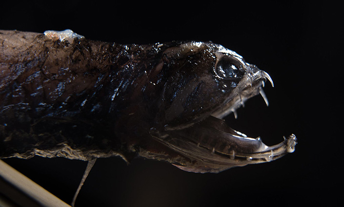 A closeup image of a dragonfish, a deep-sea creature with sharp transparent teeth and dark scales