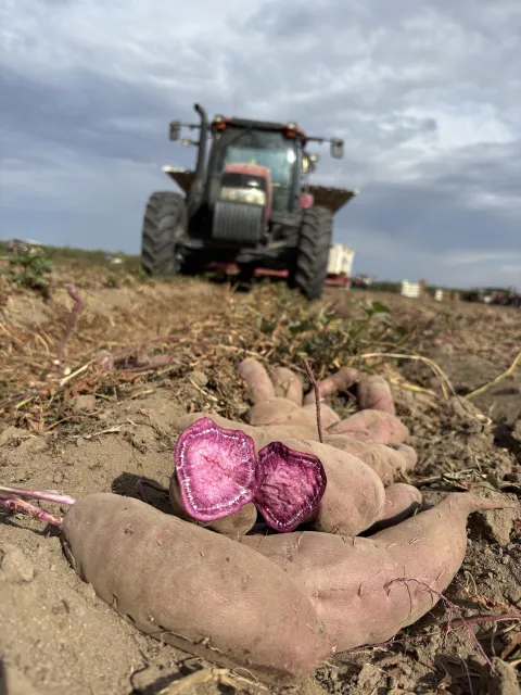 A cut purple potato in a field with a tractor in the background.