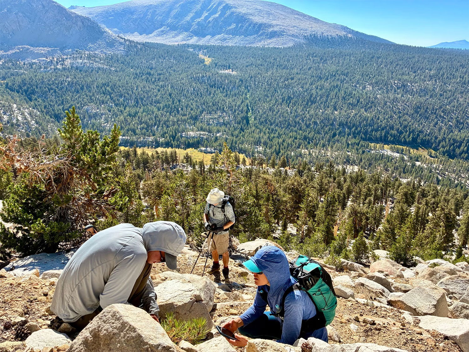 3 people study a tree on a hillside overlooking a mountain valley.