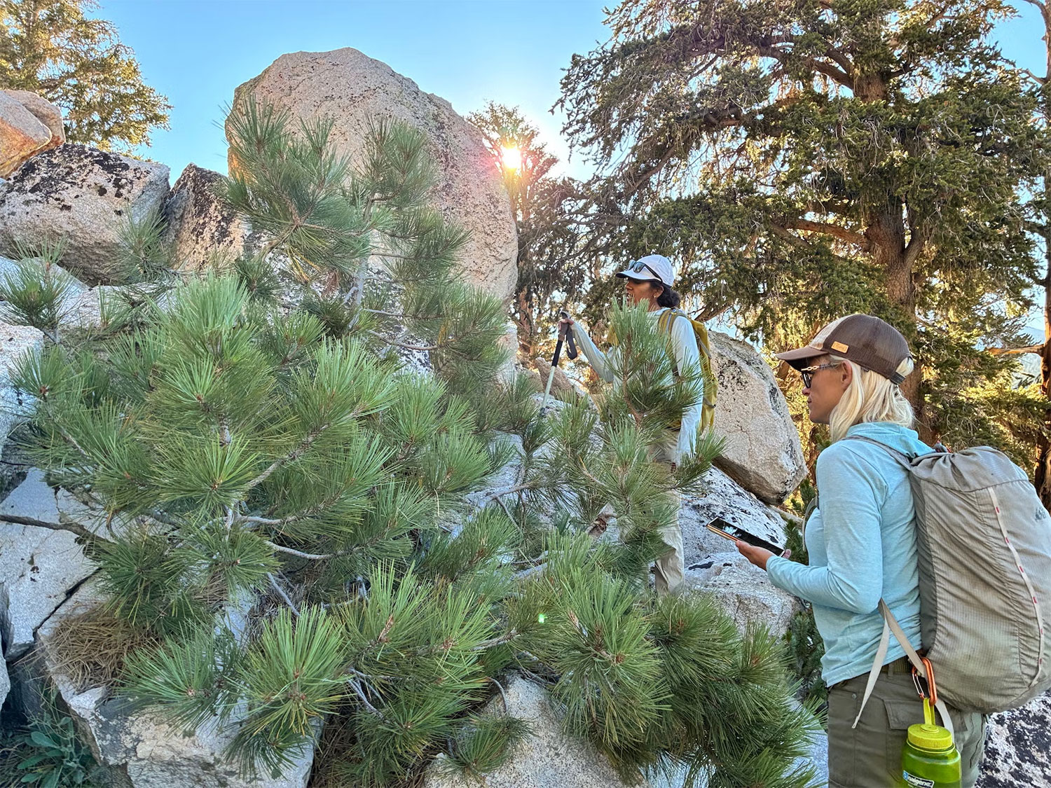 Two people in outdoor gear study a coniferous shrub in a landscape marked by granite boulders.