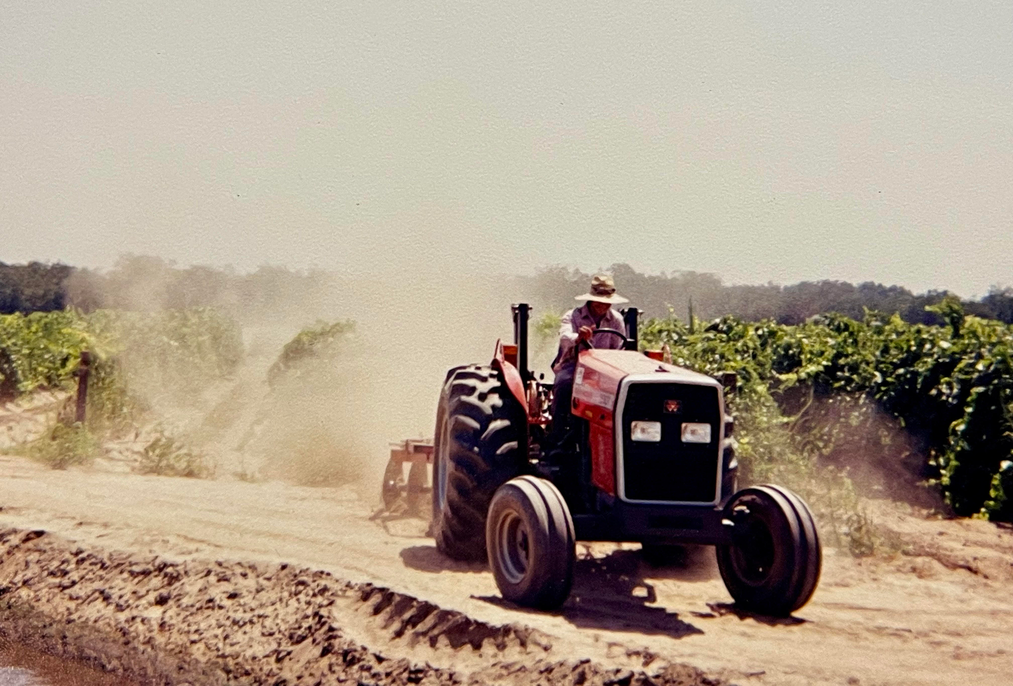 A person wearing a hat driving a tractor through a vineyard