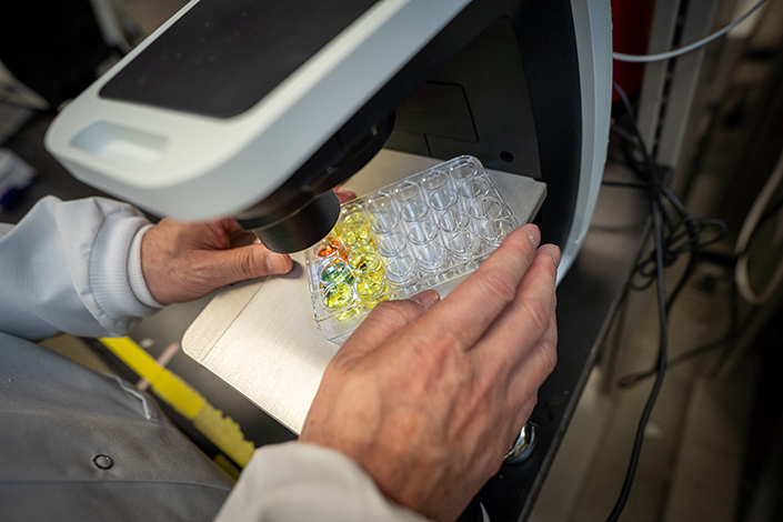 A tray containing liquid samples held in place with two hands beneath a microscope.