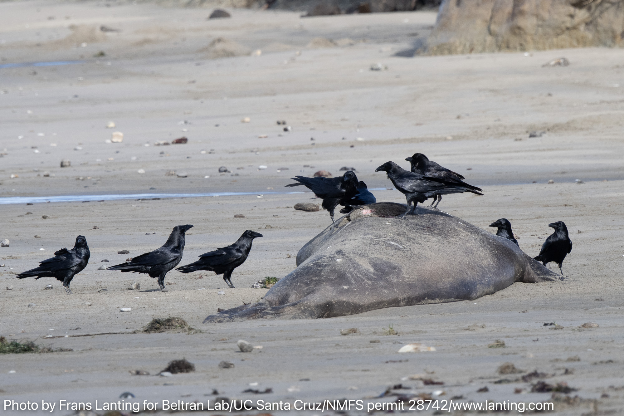 Crows on a deceased elephant seal on the beach