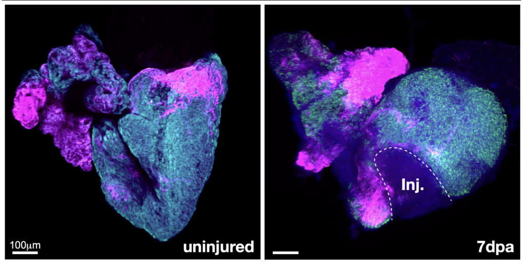 Two side-by-side fluorescent 3D images of a heart. The left panel, labeled “uninjured,” shows an intact heart structure with overlapping cyan and magenta signals forming the overall shape. The right panel, labeled “7 dpa,” shows a heart after injury, with a dashed outline marking the injured region (“Inj.”). Green signal is enriched in parts of the tissue surrounding the injury, while magenta and cyan signals highlight different heart regions. A scale bar of 100 µm is shown on the left image.