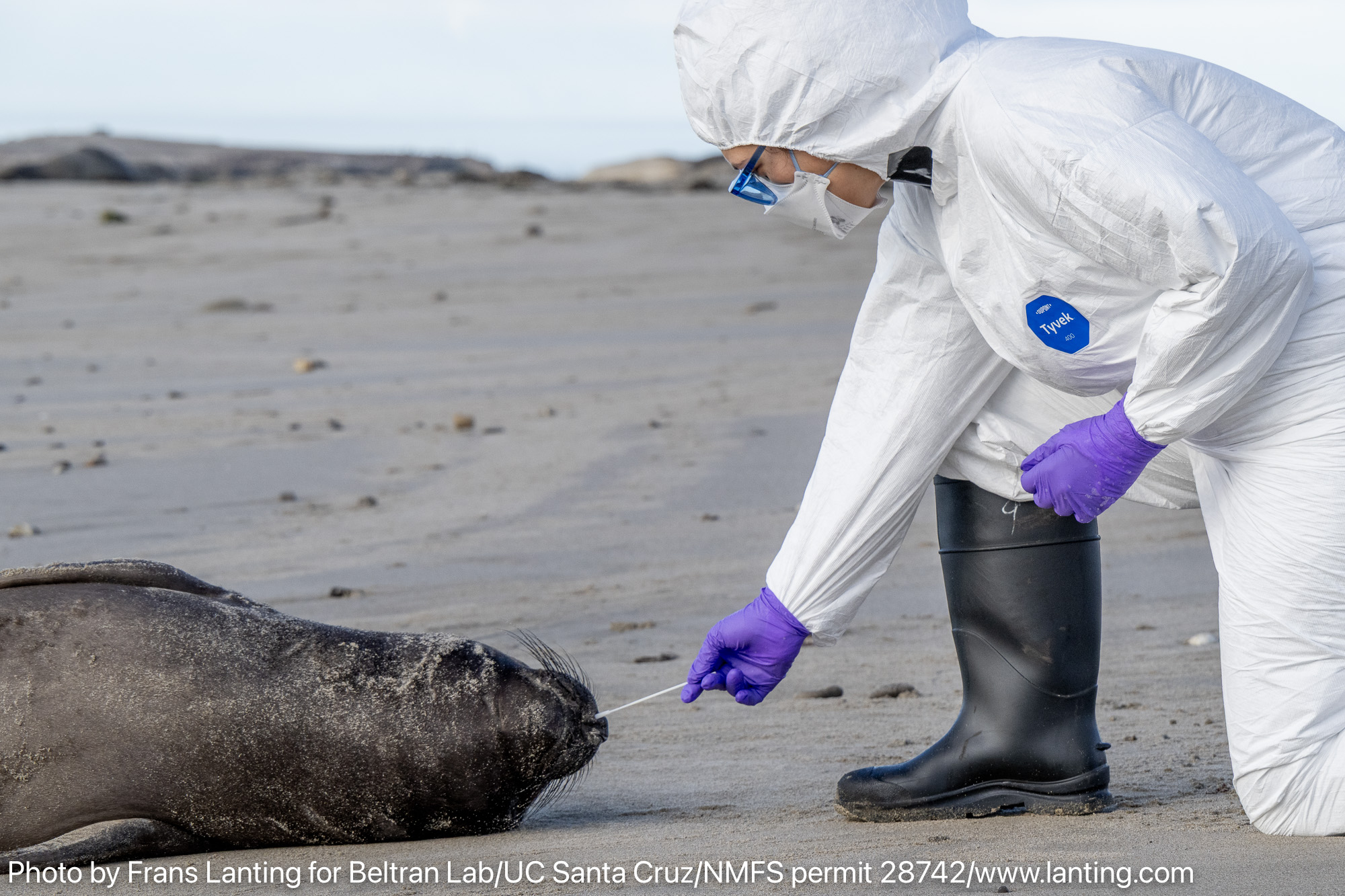 A researcher in a white biohazard suit collects a swab from an elephant seal pup on the beach
