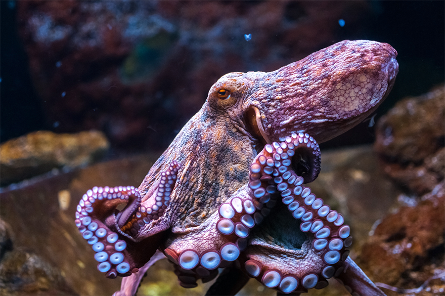 An octopus photographed in profile on a rock underwater