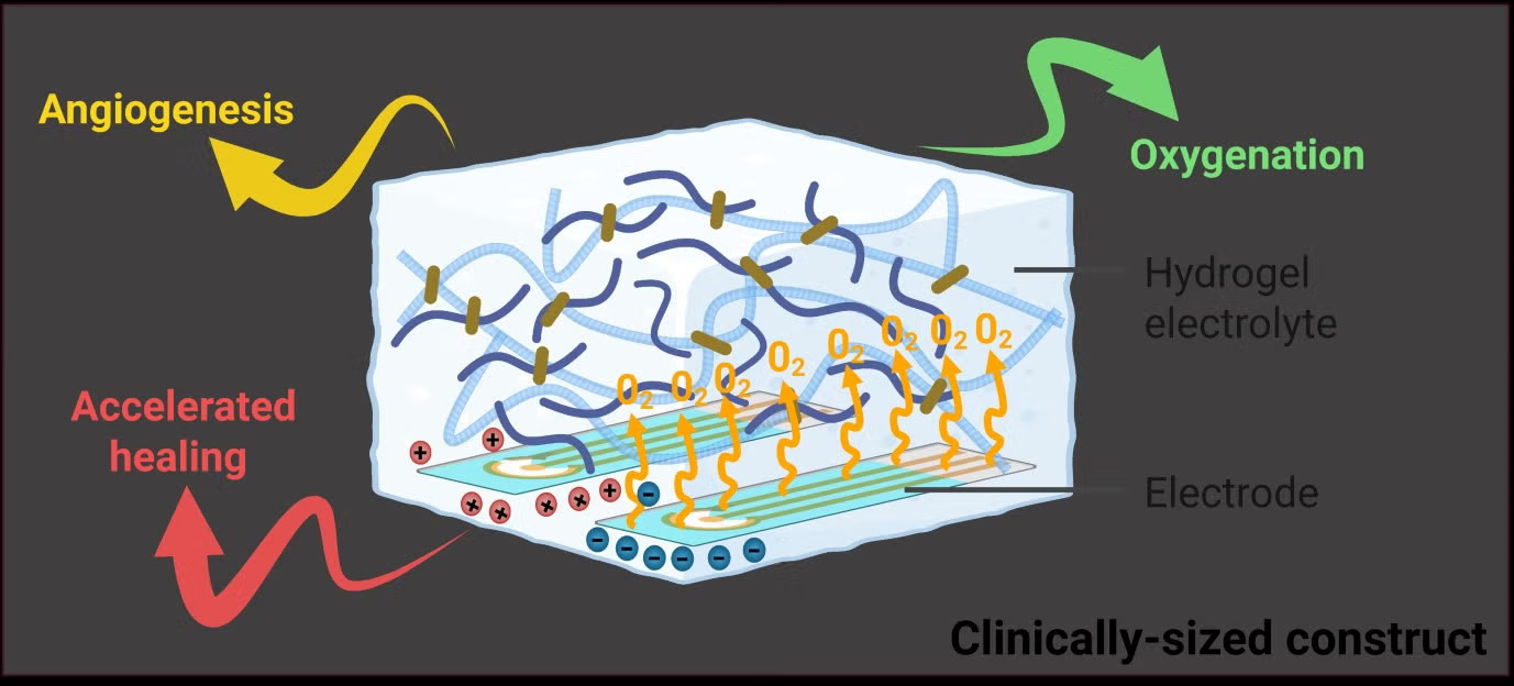 Cross-section of the self-oxygenating healing gel