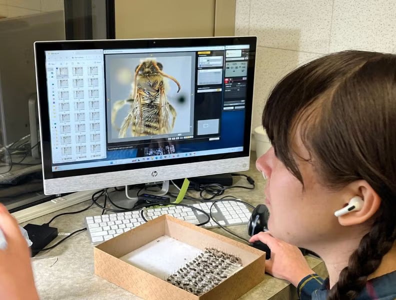A young person looks at a computer with a large photo of a bee on it