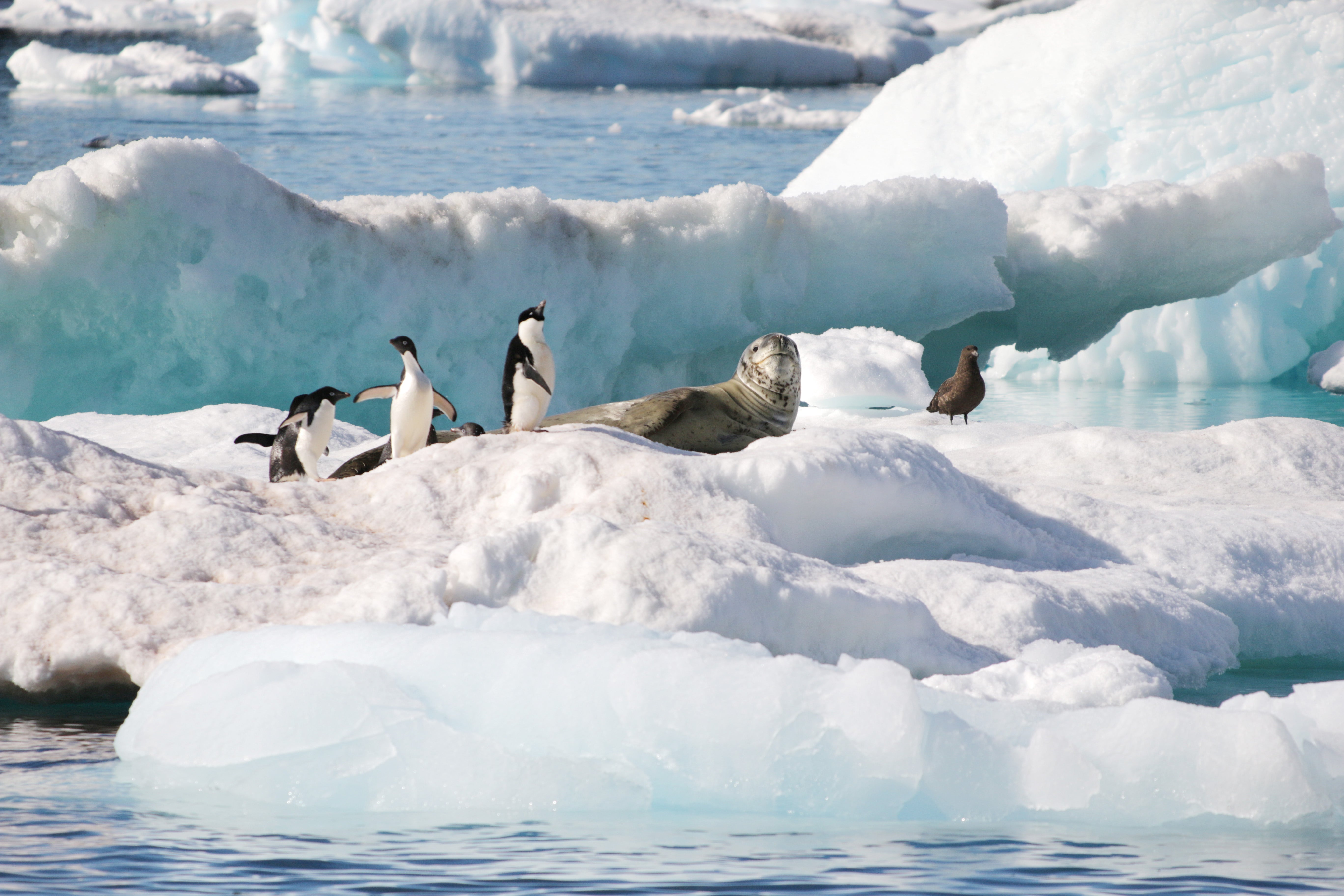 A leopard seal lifts its head while lounging on an ice floe with several penguins