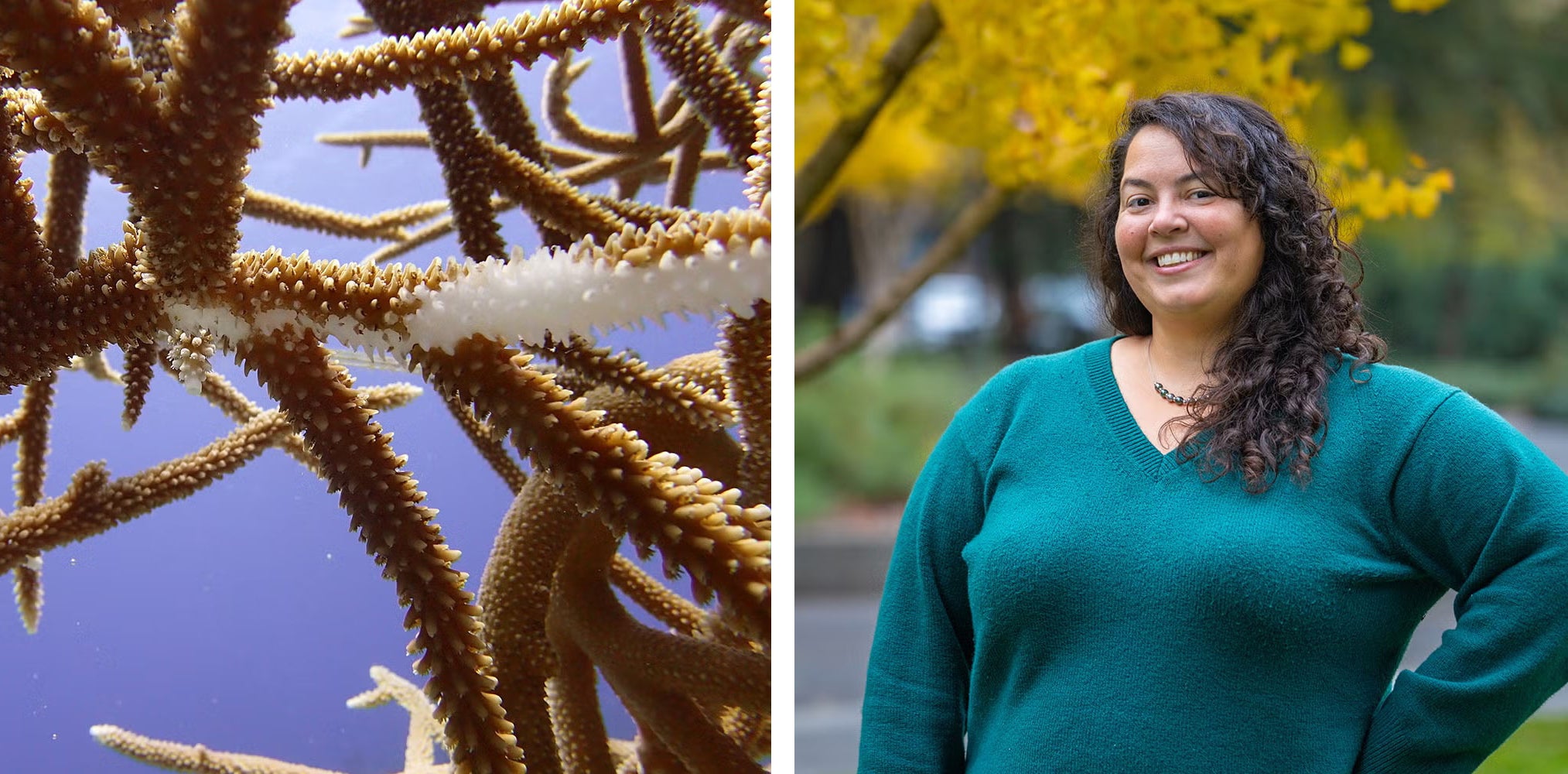 a closeup of coral paired with a portrait of a researcher