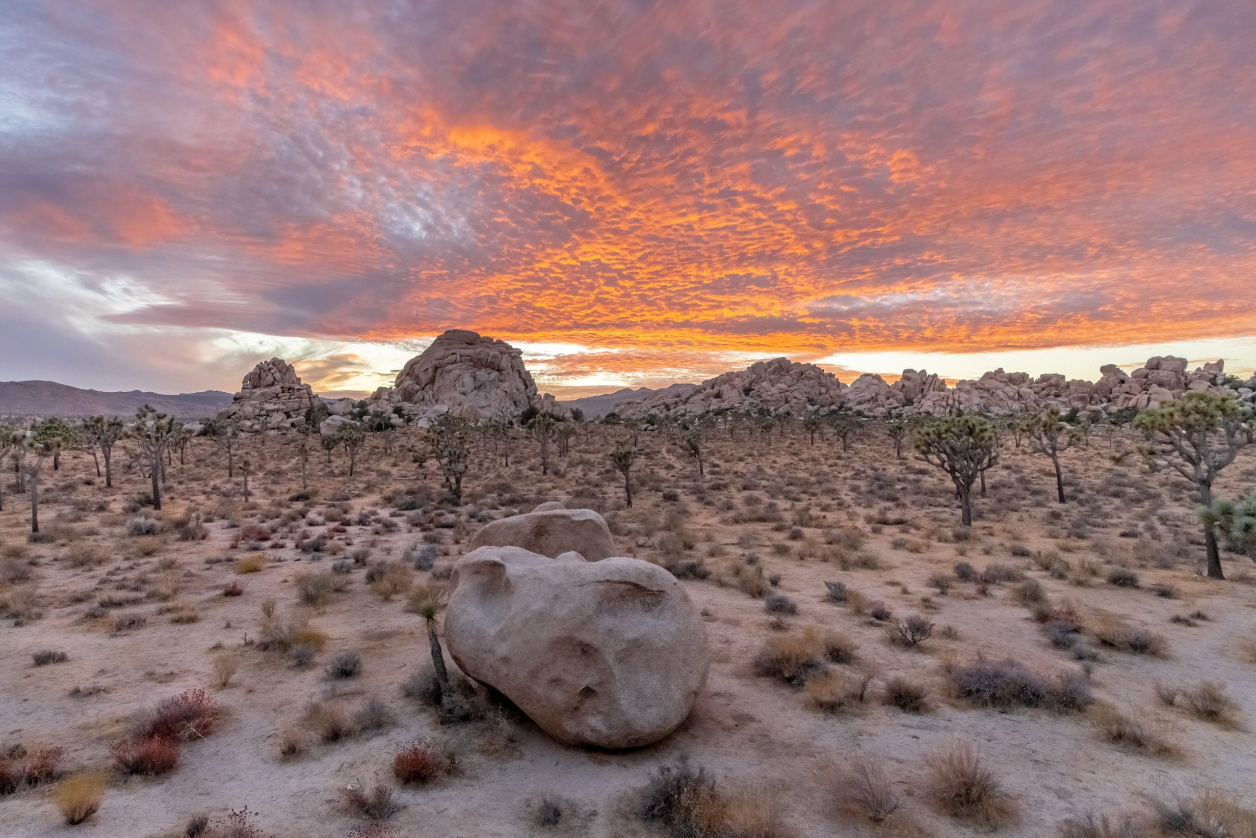 A landscape with scattered boulders, shrubs and Joshua trees under a glowing sunset sky
