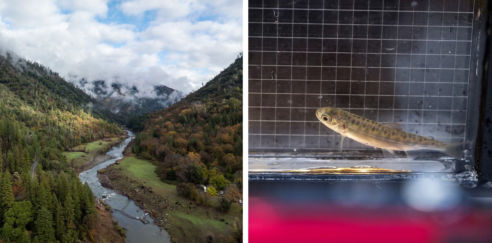 A photo of a river valley paired with a picture of a juvenile salmon