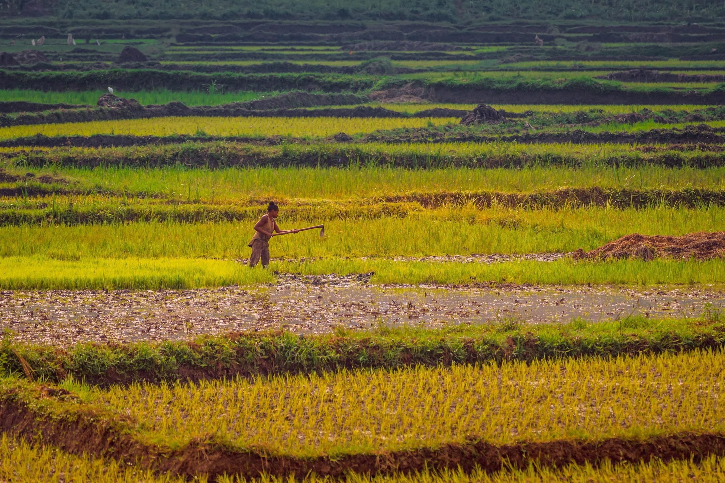 A person working in a field