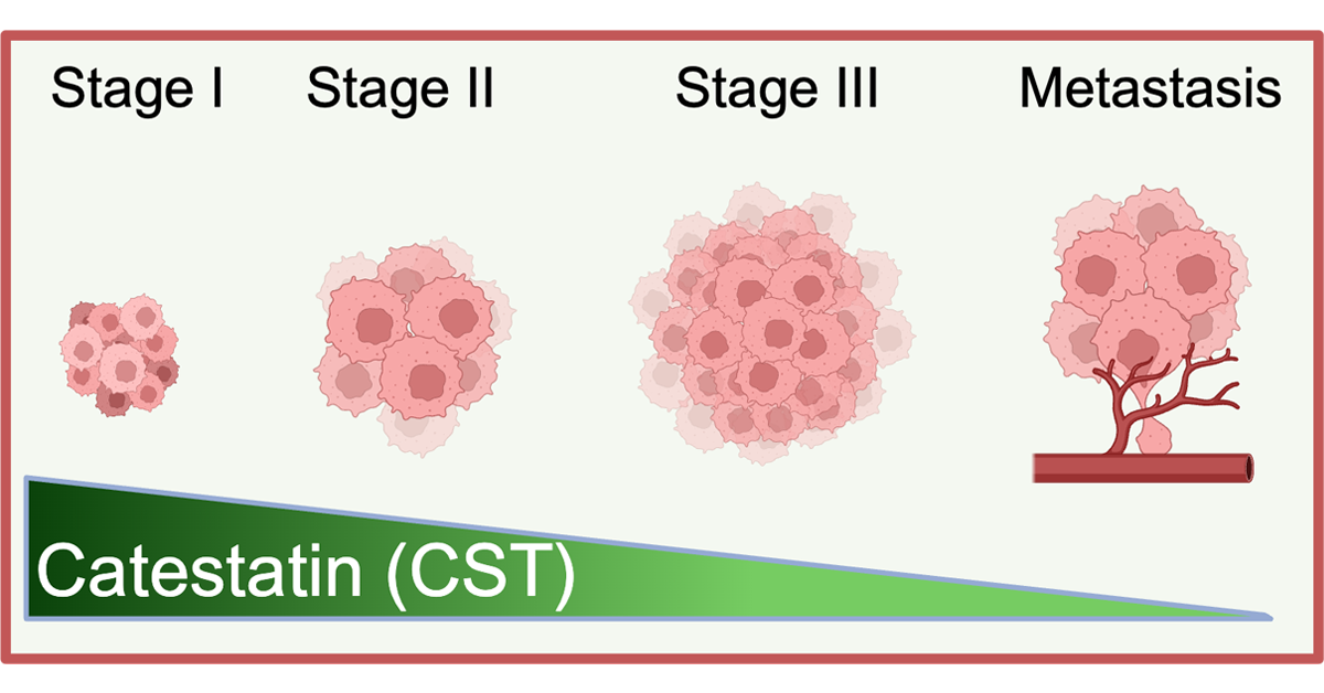 A graphic showing four stages, stage I-III, then metastasis, and a clump of cells growing larger and then putting down roots during metastasis — the bottom of the graphic says Catestatin (CST)