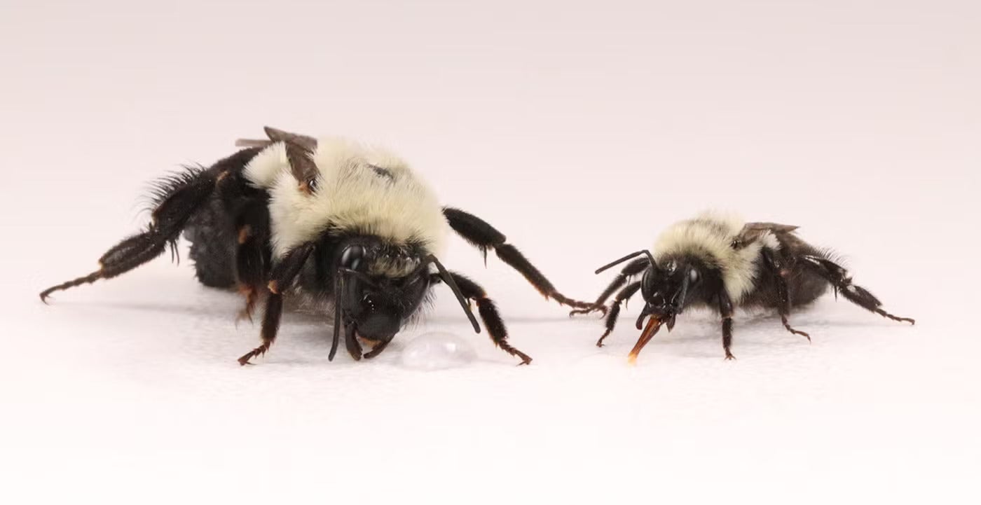 Two fuzzy bees, one larger and one smaller, on pale background (photograph)