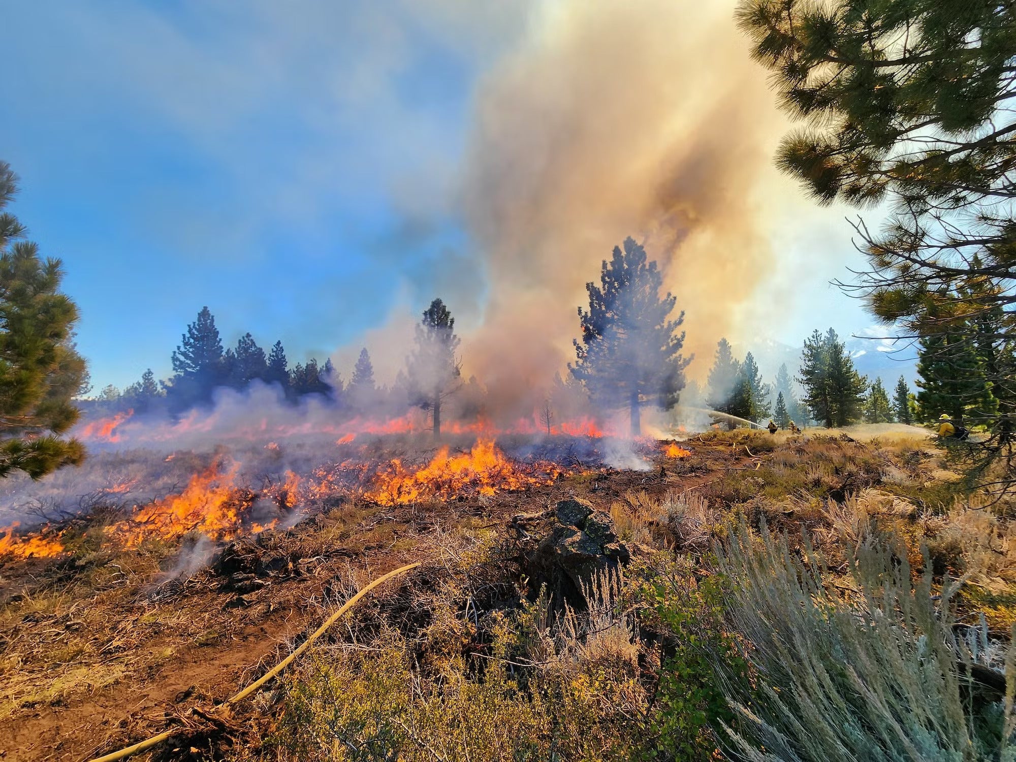 Some low fires from a prescribed burn in an area with some trees and brush