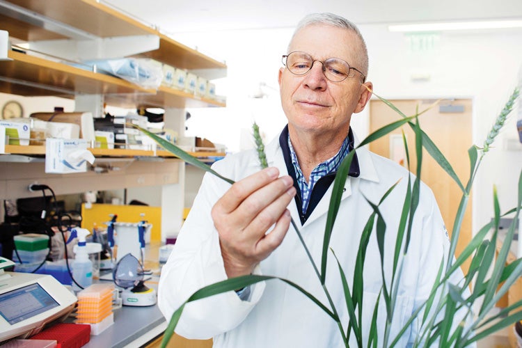 A man in a lab coat in a lab examines an immature grain of wheat