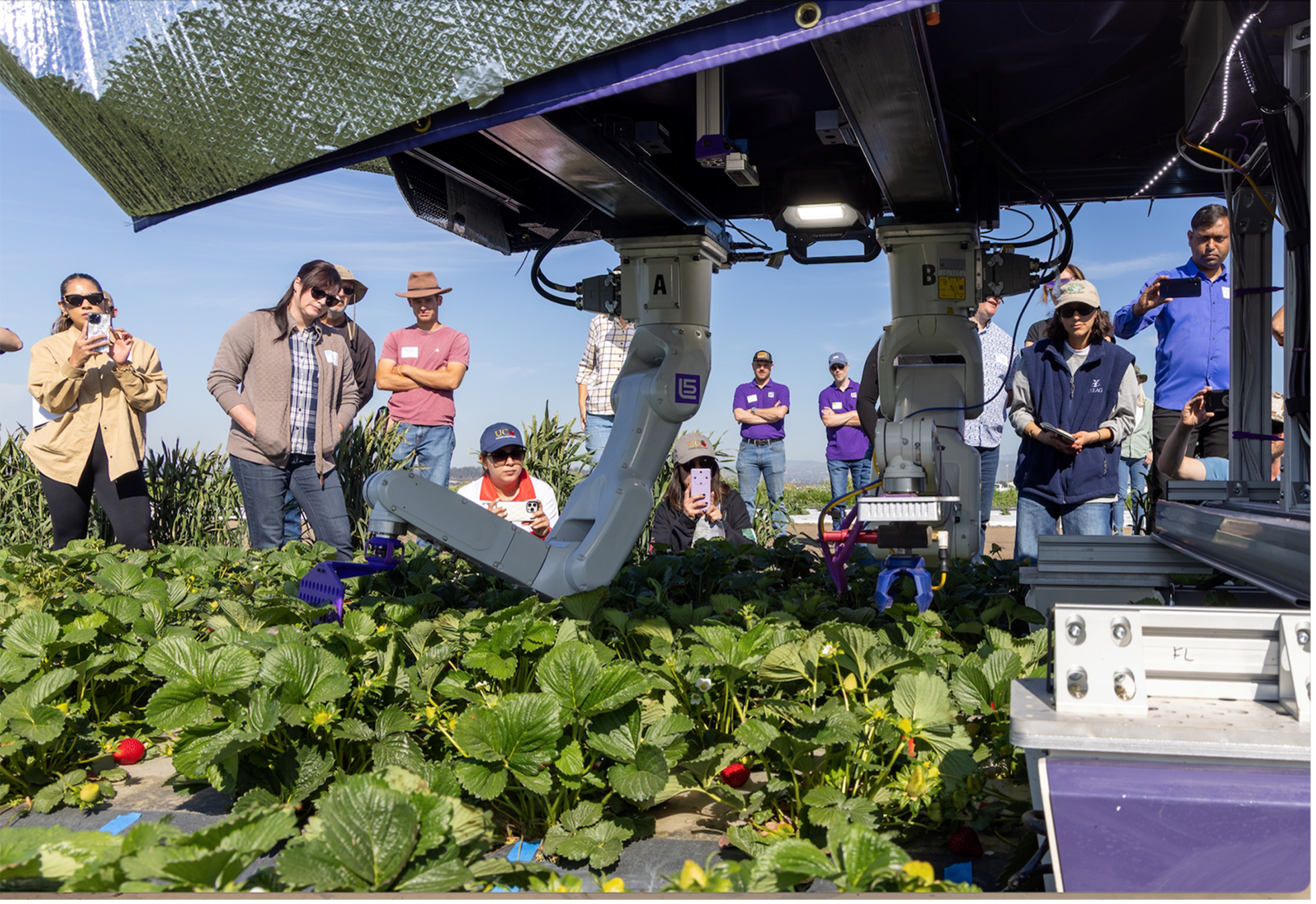 People observe an innovative farming mechanism in a strawberry field.