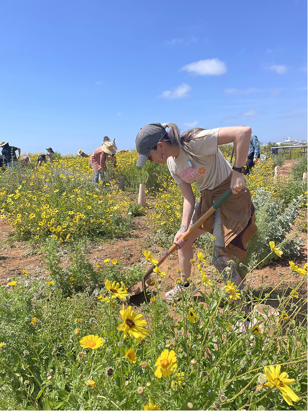 Person shoveling in a field of wildflowers.