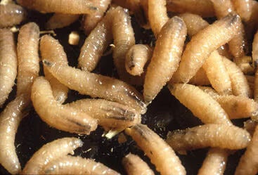 A pile of New World screwworm larvae