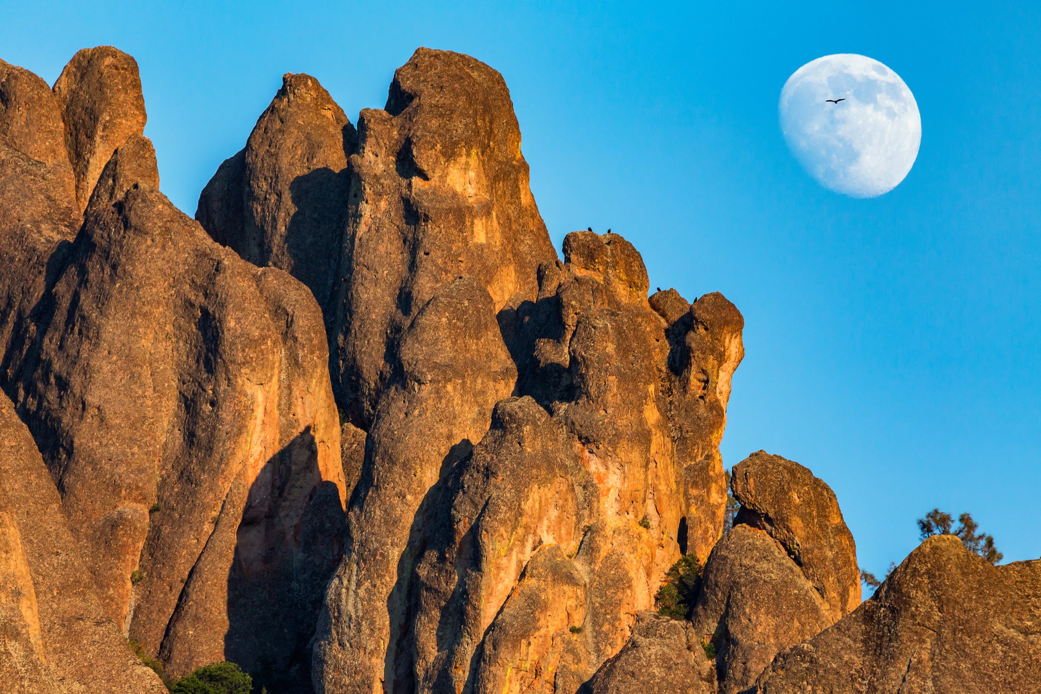 A California condor flies in front of a 3/4 moon rising above Pinnacles National Park