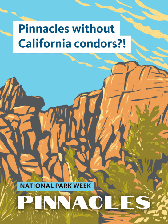 Illustrated poster of the rocky peaks and vegetation of Pinnacles National Park. Text reads, “Pinnacles without California condors?!” and “National Park Week: Pinnacles.”