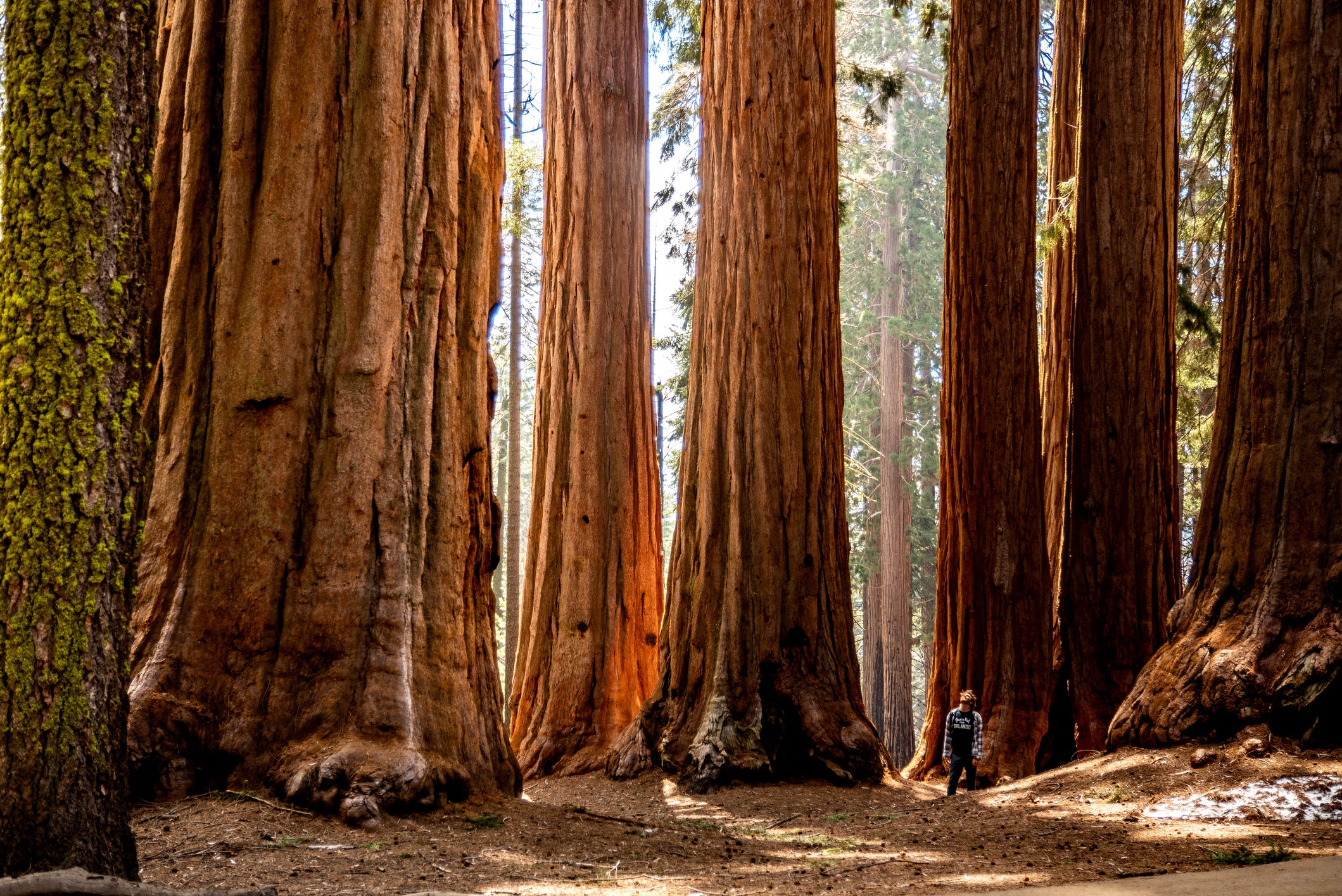 A person stands in a grove of giant sequoia trees, looking very small in comparison.
