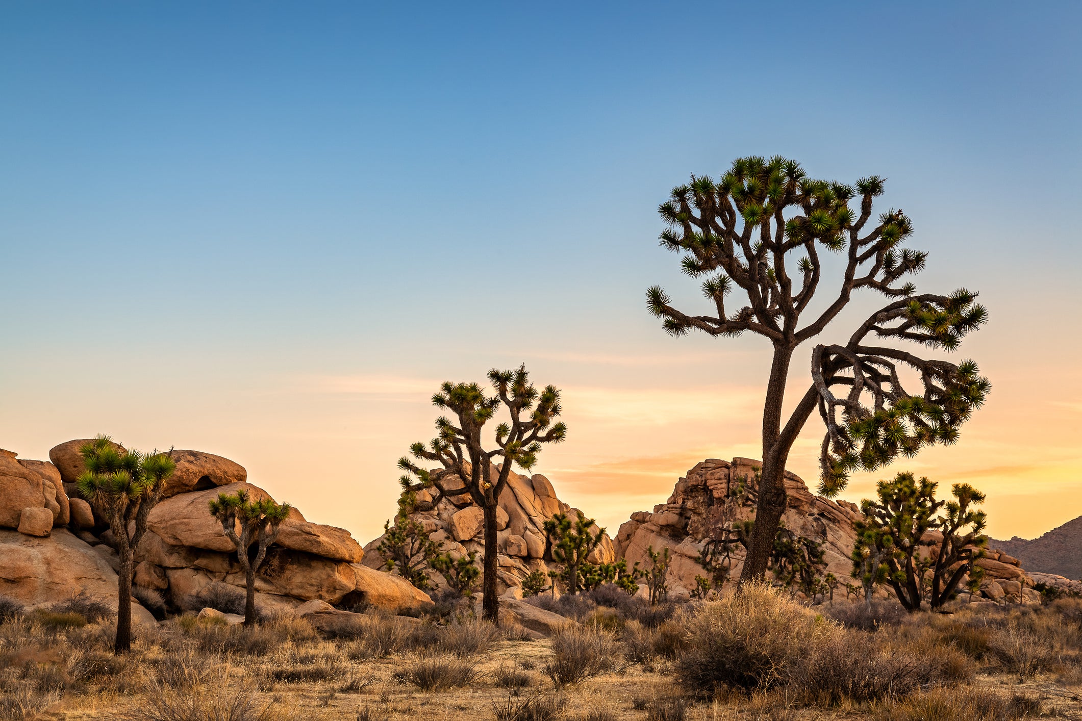 Pastel-colored sunset with 3 Joshua trees and lumpy rocks in the background.