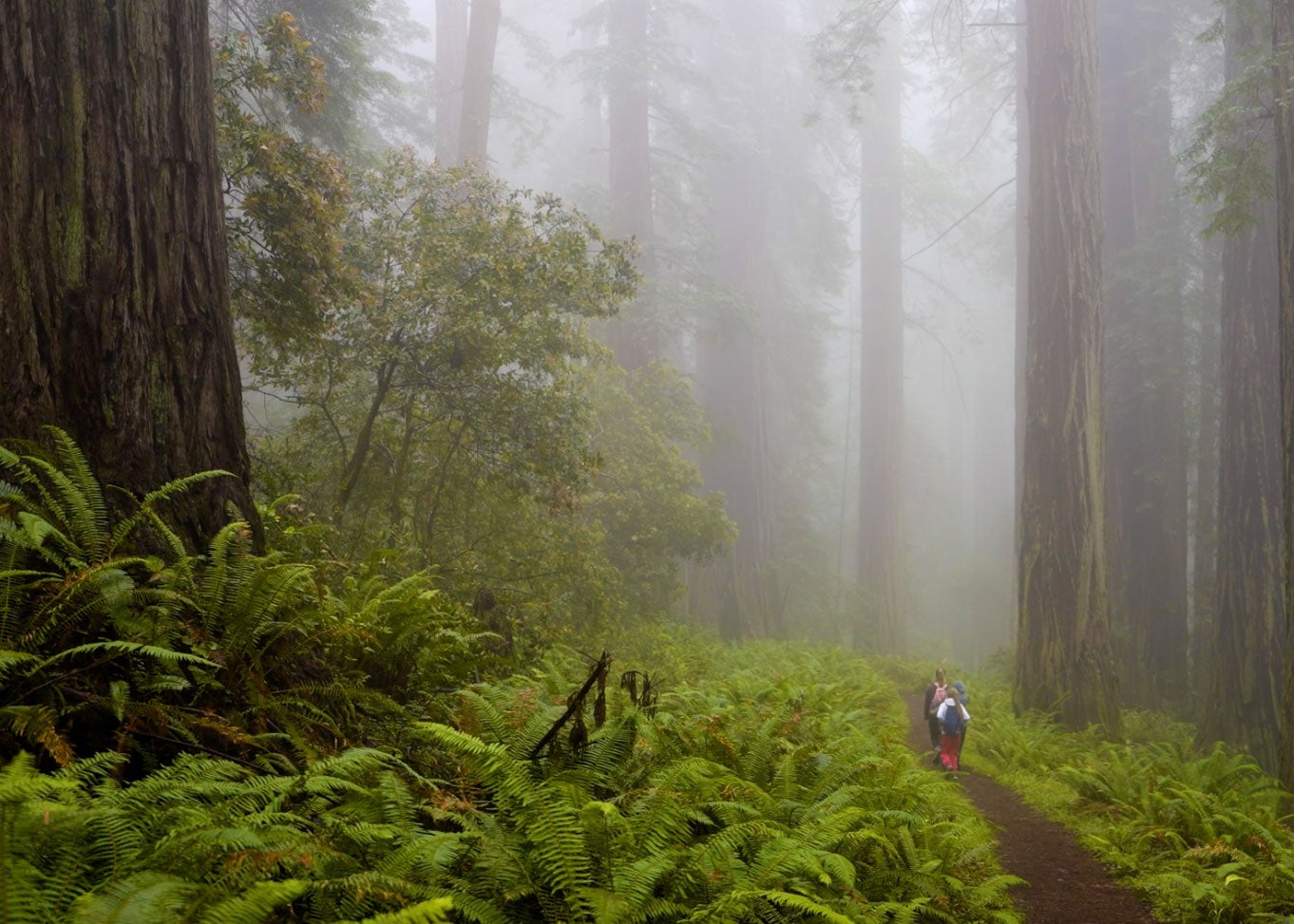 3 people hike on a trail through a redwood forest in the fog