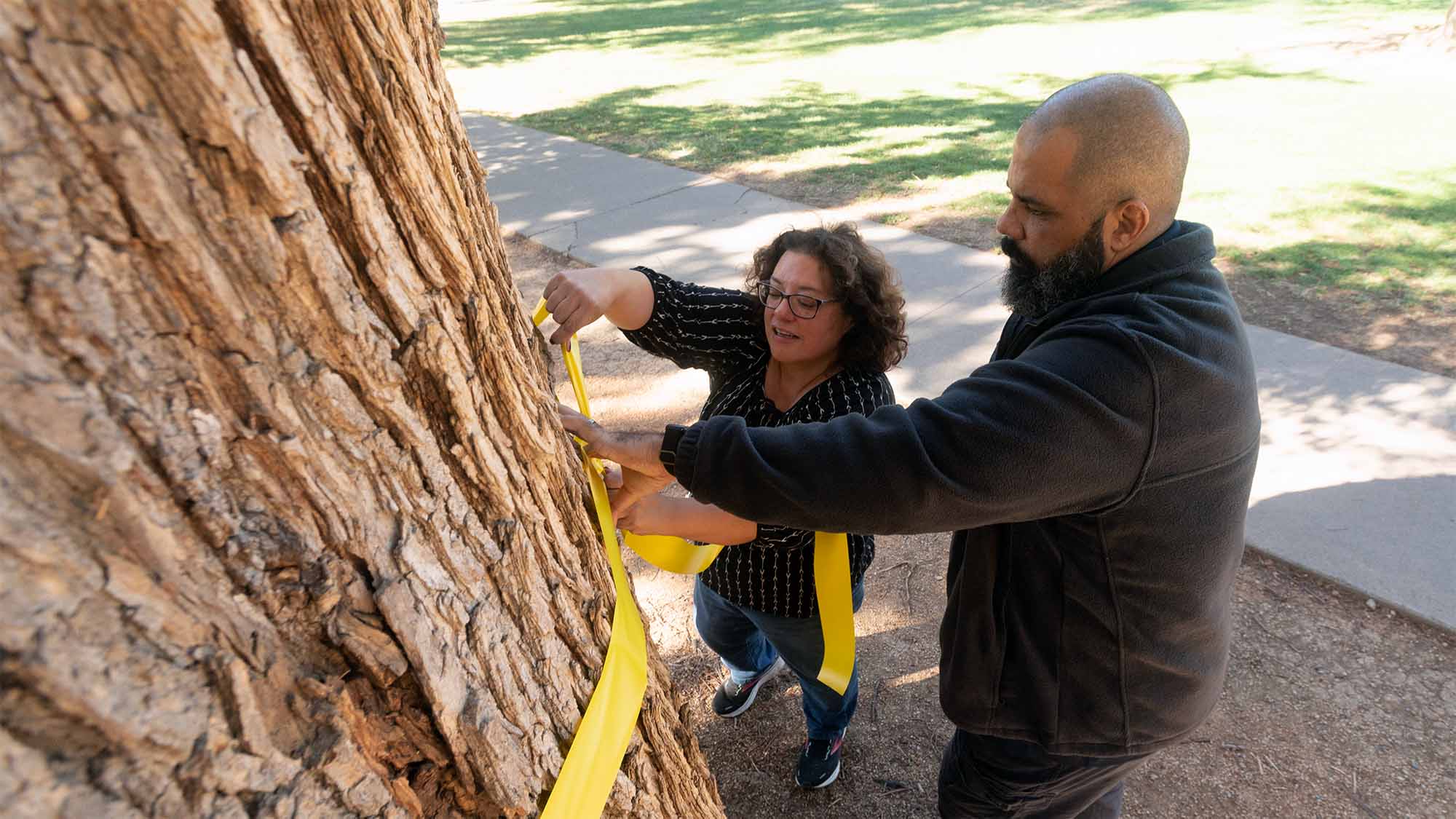 Employees put a yellow ribbon around a tree on the UC Davis campus