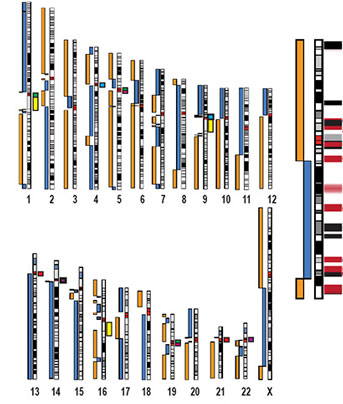 Chromosome ideogram