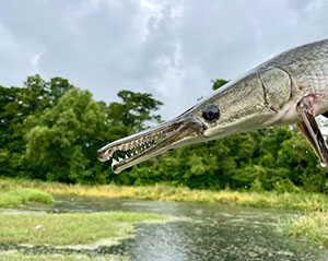 Alligator Gar