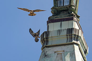 Annie, the mother falcon, hovers in the air just above Fauci, who is trying to make a landing near the top of the Campanile.