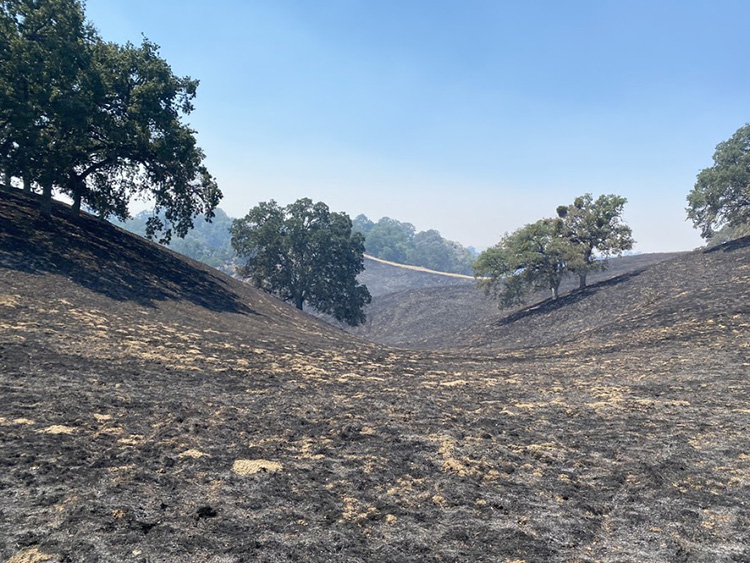 Fire-damaged hills