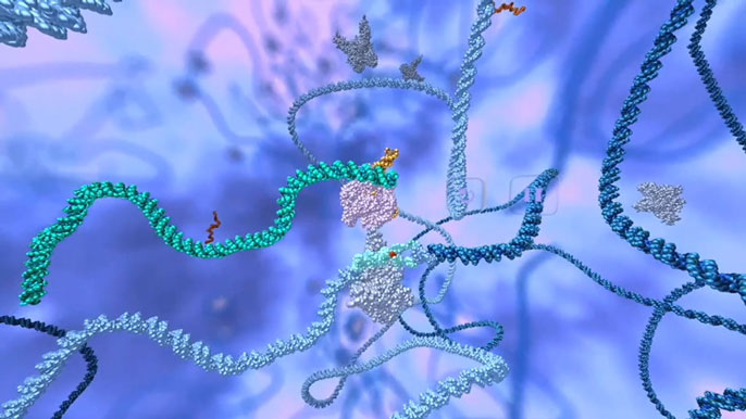 graphic showing how CRISPR edits out the sickle cell mutation in the genomen