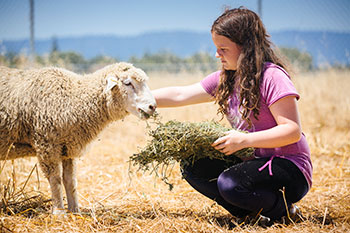 A 4-H student tends her sheep 