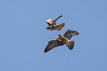 Fauci and Kaknu in flight together