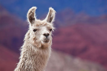 Llama