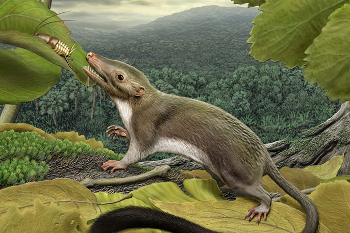 Ancestral mammal eating 