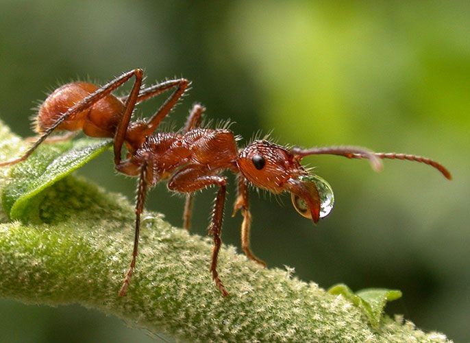 Argentine ants invade Argentine ants invade