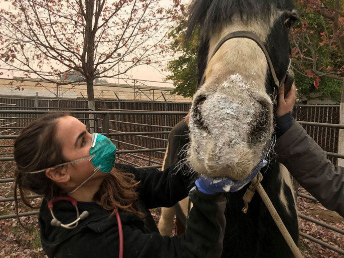 Vet student examines horse