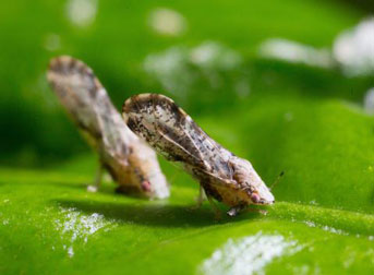 Asian citrus psyllid