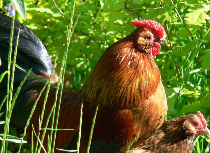 Green legged chicken  BackYard Chickens - Learn How to Raise Chickens