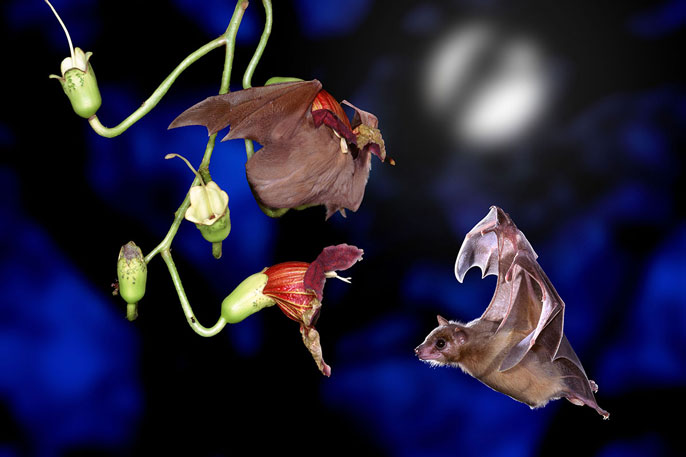 A bat feeding on a flower, another bat above