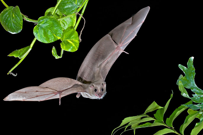 Bat flying through plants at night